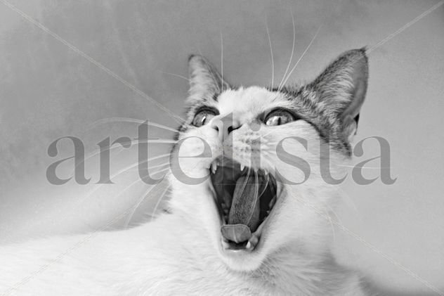 Feline