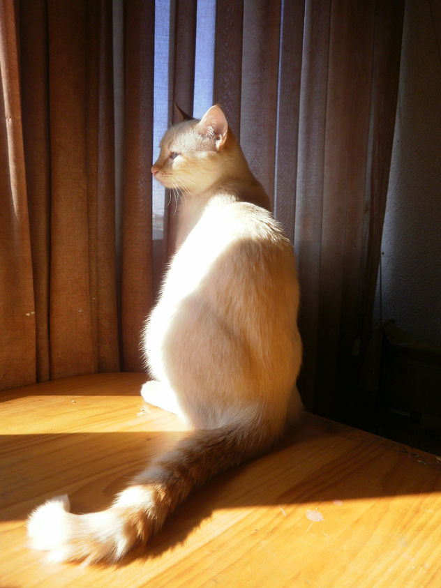 Lucas ...; "como si pensara"