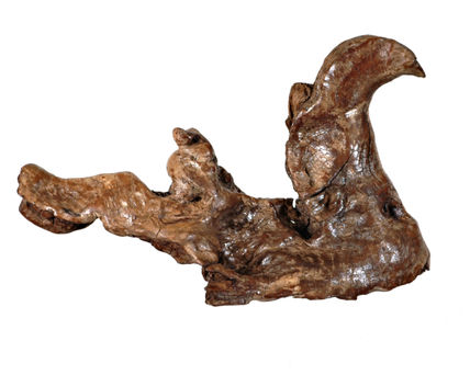 Cacareo de la gallina