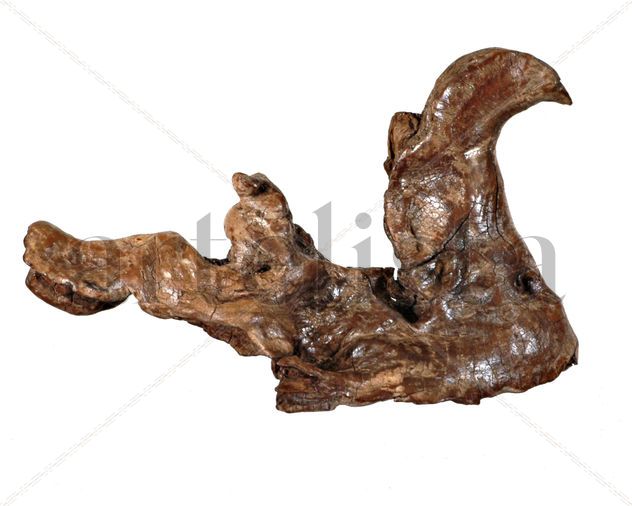 Cacareo de la gallina