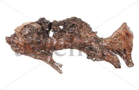 Galeocerdo Cuvier