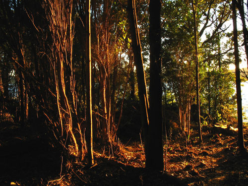 Bosque Chileno Naturaleza Color (Digital)