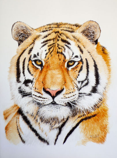 Tigre Acuarela Papel Animales