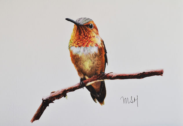 Colibrí en una rama