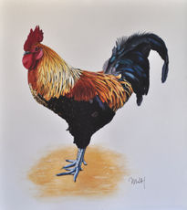 Gallo