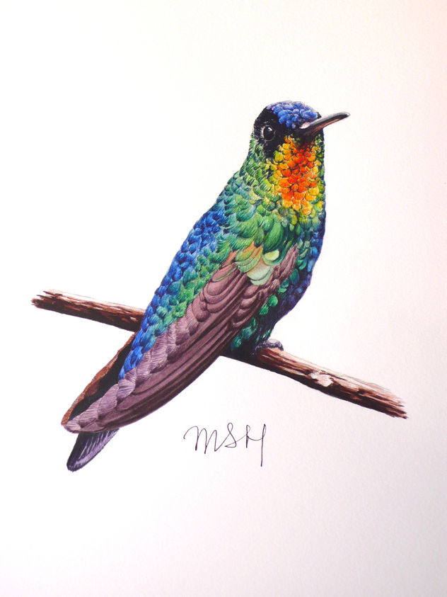 Colibrí azul y verde en una rama