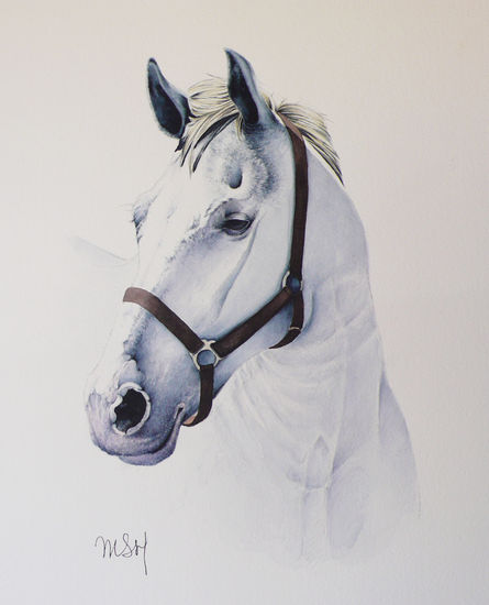 Caballo Blanco Watercolour Paper Animals