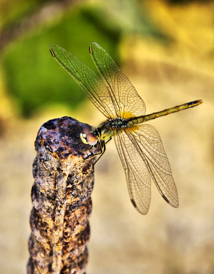 Libélula II