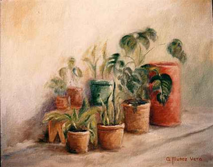 Flores