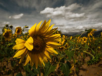 Girasoles