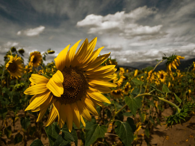 Girasoles Nature Color (Digital)