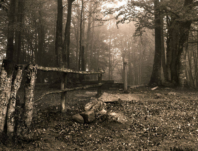 Niebla Naturaleza Blanco y Negro (Digital)