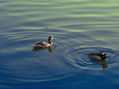 Patos al agua