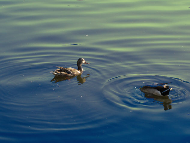 Patos al agua Viajes Color (Digital)