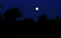 Luna sobre el oasis