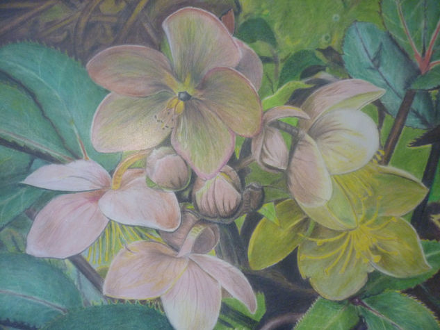 Flores Pencil (coloured) Card Floral Painting