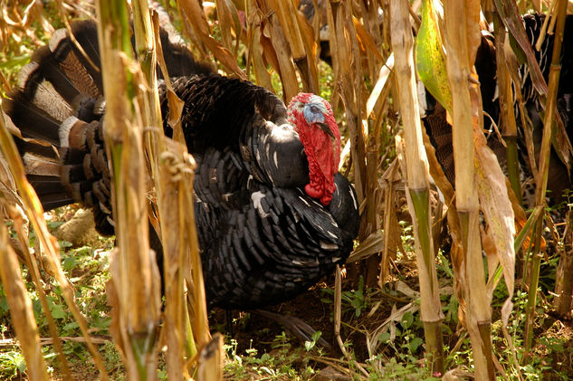 el guajolote Nature Color (Manual)