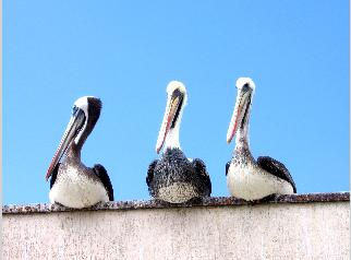 Pelicanos Naturaleza Color (Digital)