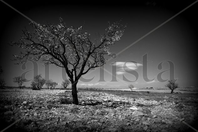 Nidos Naturaleza Blanco y Negro (Digital)