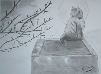 Gato a la luz de la...