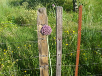 Flor entre alambres