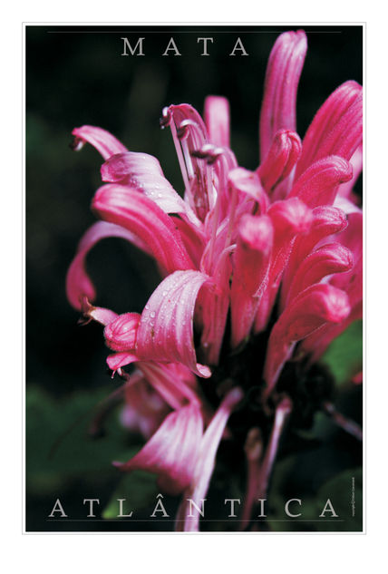 Flor da Mata 1