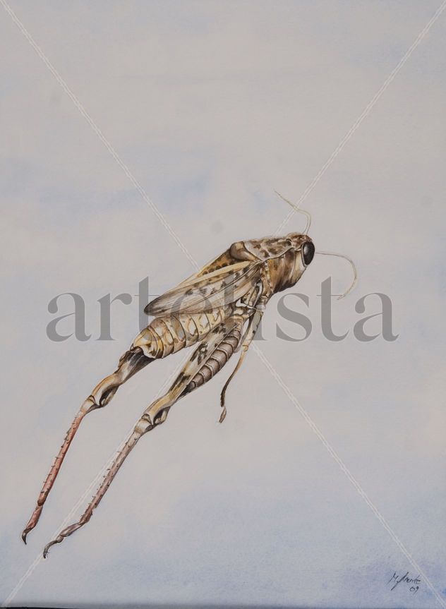 Saltamontes