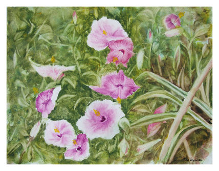 Hibiscus 2