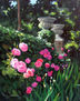 rosas en el jardín