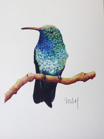 Colibrí negro y azul