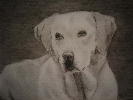 Labrador