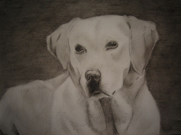 labrador