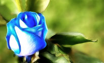 Blue Rose