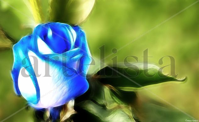 Blue Rose 