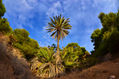 Verde Palmera