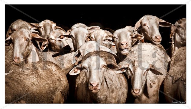Borregos / Sheep