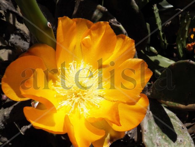 FLOR DE CACTUS Naturaleza Color (Digital)