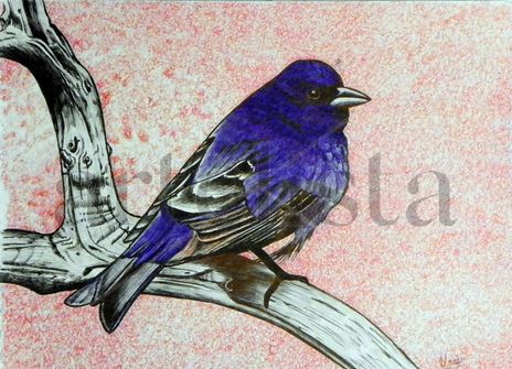Pájaro azul
