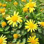 Naturaleza thumbnail 1