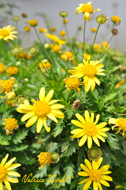 Floreciendo