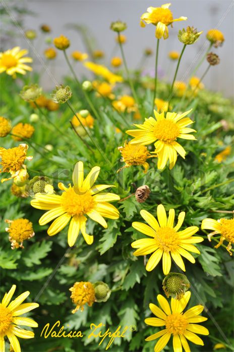 Floreciendo