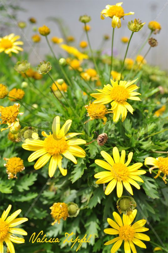 Floreciendo