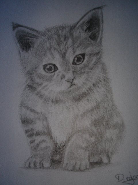 cat