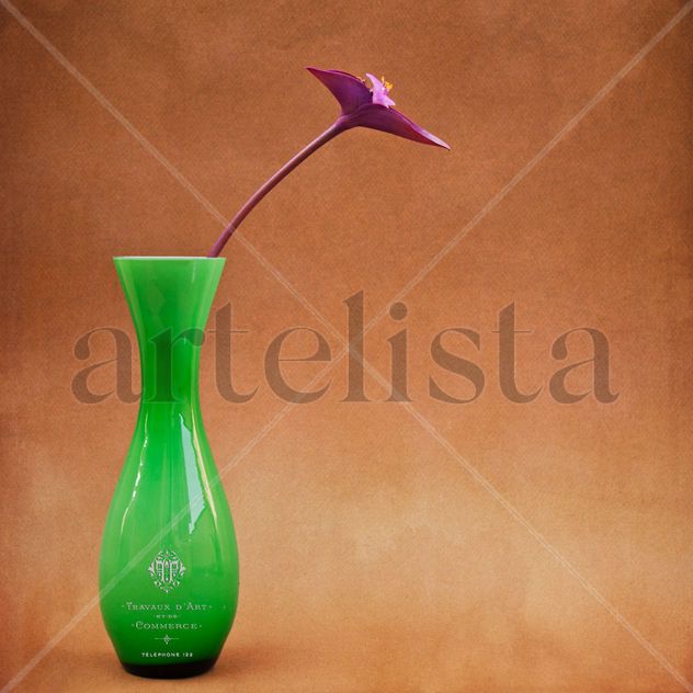Tradescantia Minimal