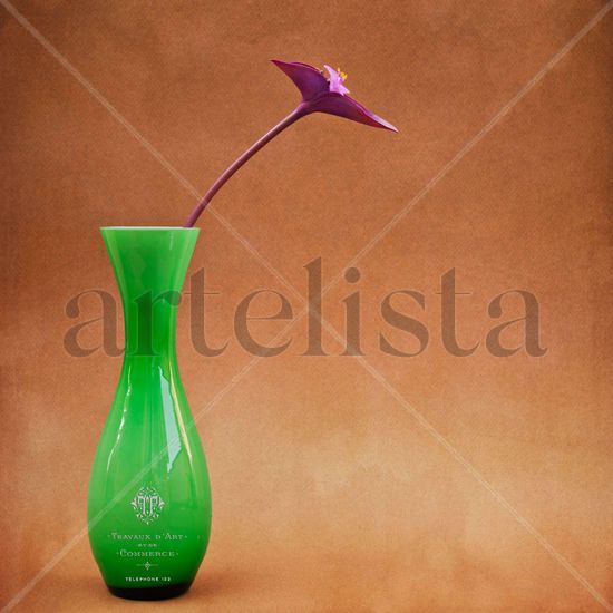 Tradescantia Minimal Still lifes Color (Digital)