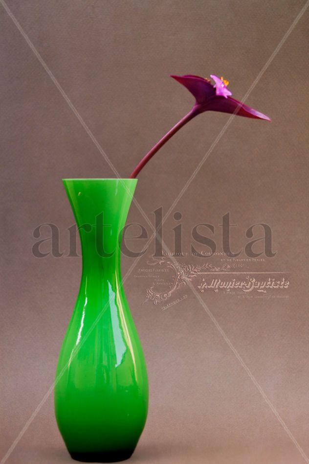 Tradescantia y los logos franceses.