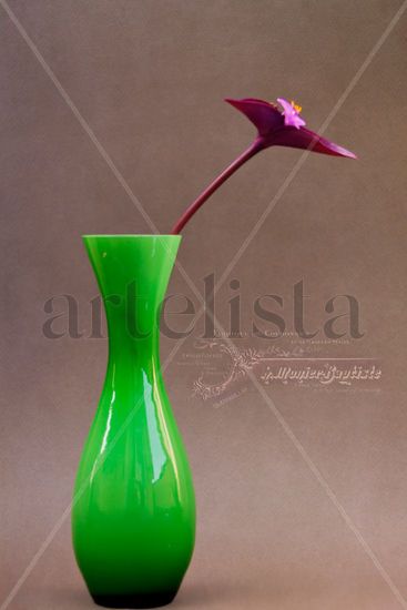 Tradescantia y los logos franceses. Still lifes Color (Digital)