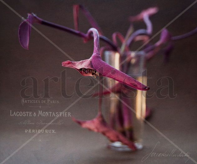 Tradescantia y el Caos...