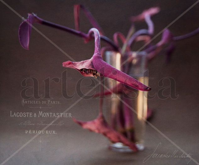 Tradescantia y el Caos... Still lifes Color (Digital)