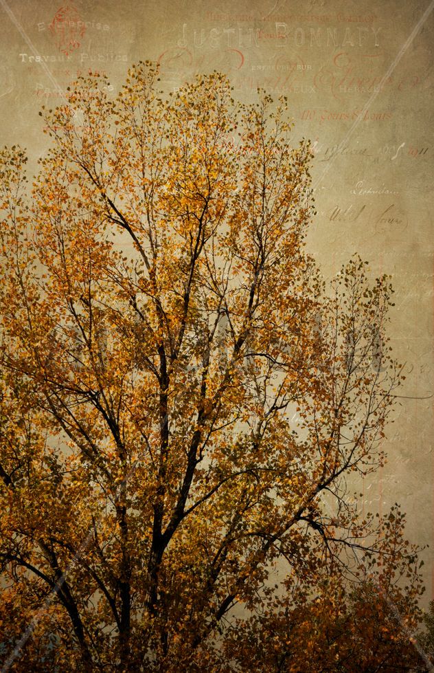 El otoño y las texturas francesas.